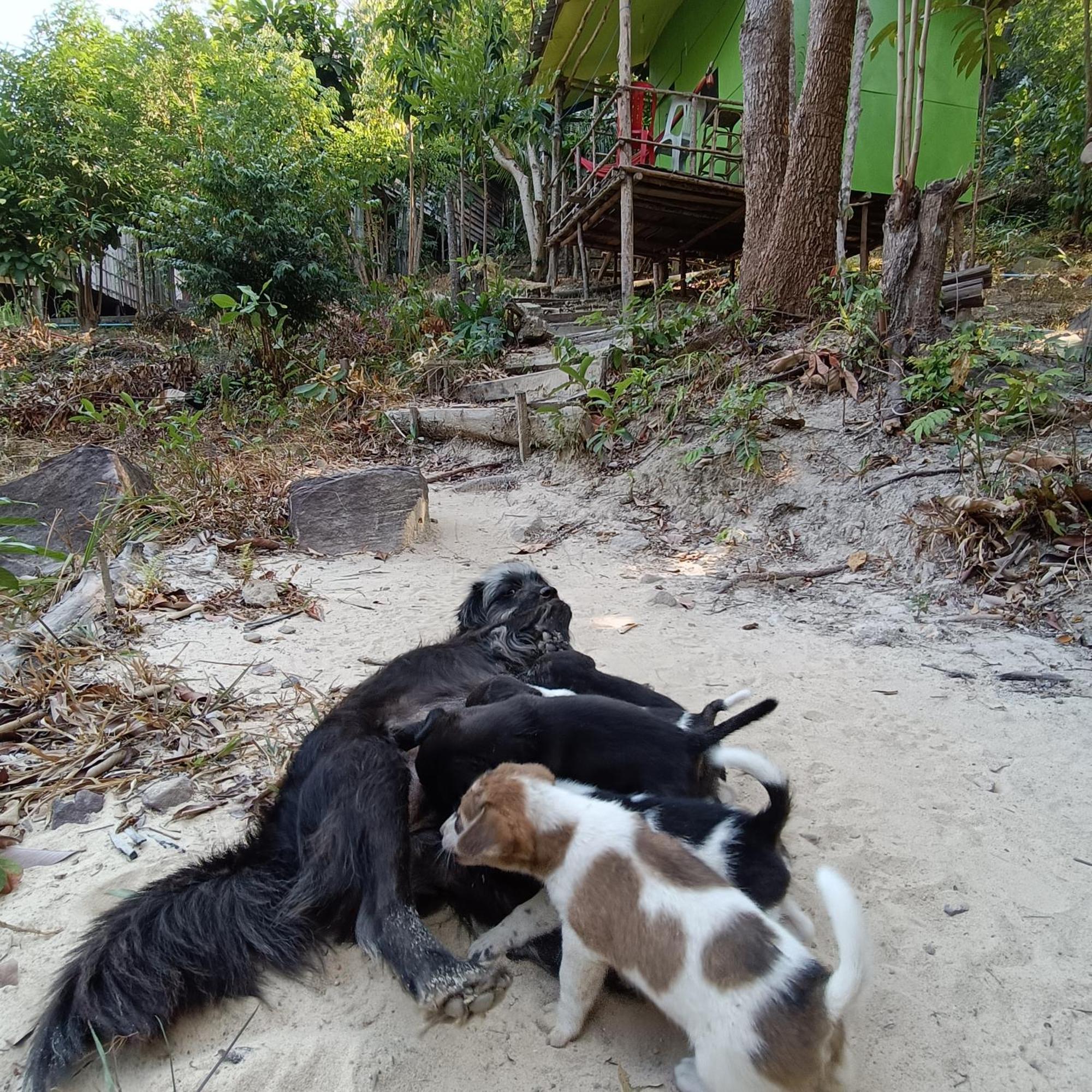 Sweet Jungle Camping Kaoh Touch Dış mekan fotoğraf