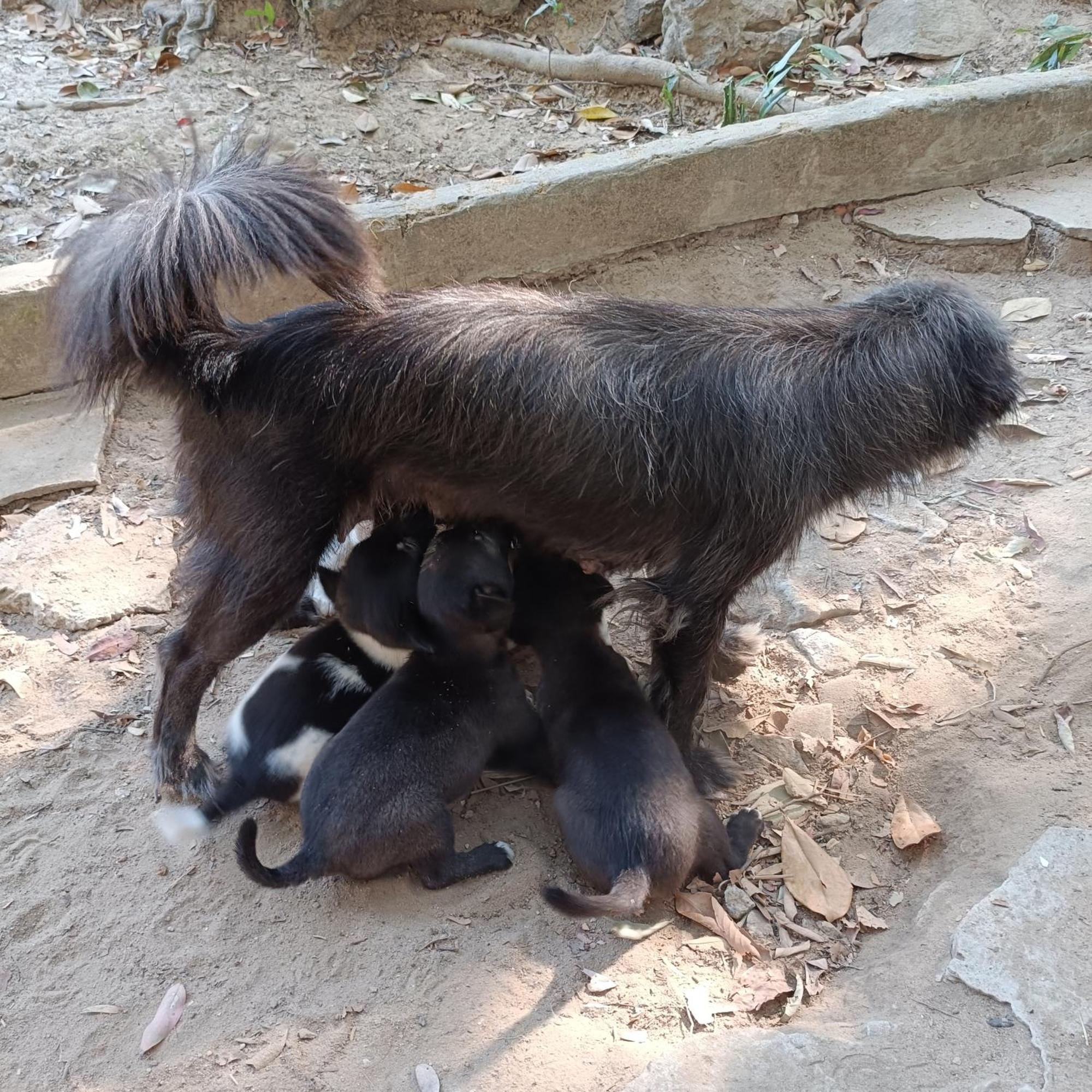 Sweet Jungle Camping Kaoh Touch Dış mekan fotoğraf