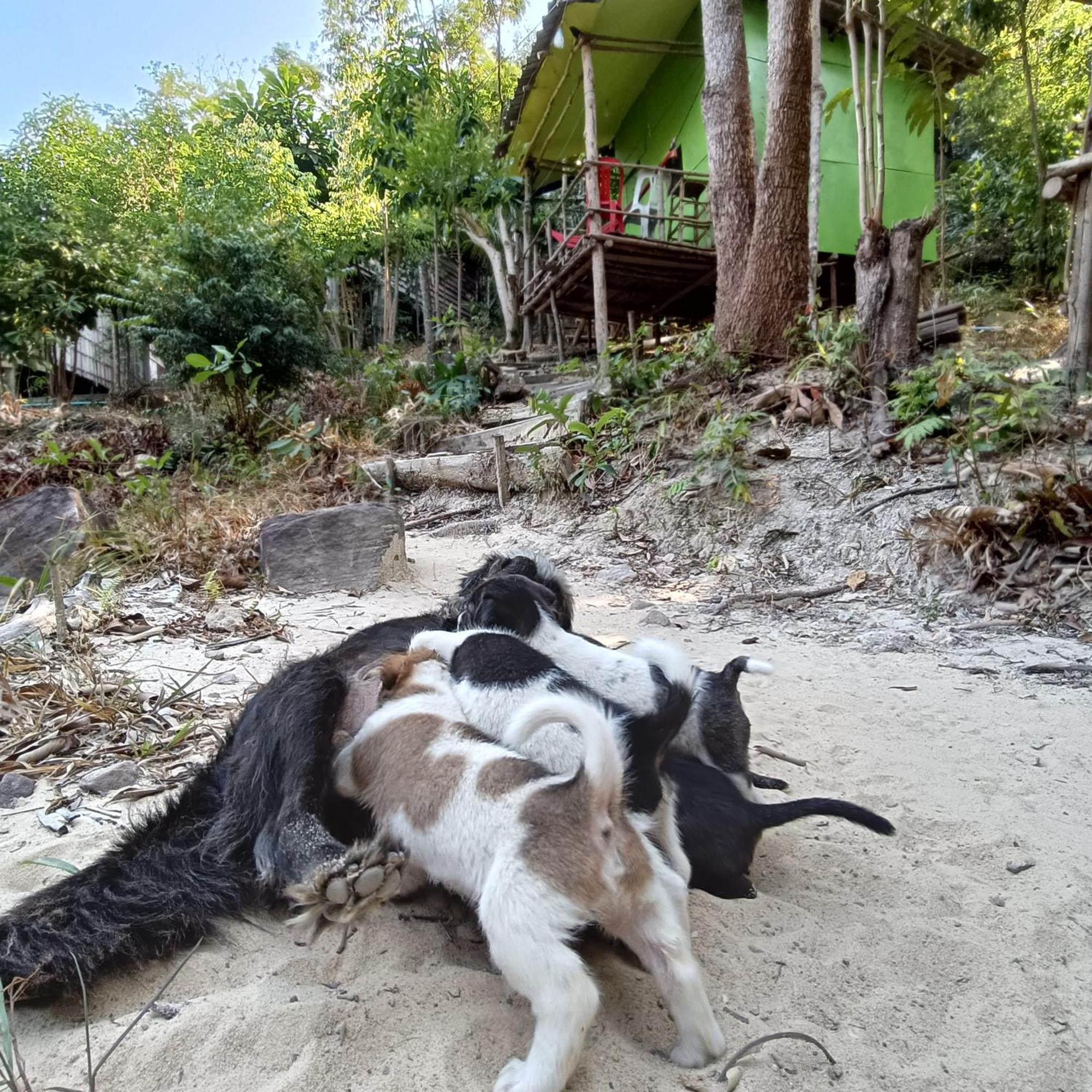 Sweet Jungle Camping Kaoh Touch Dış mekan fotoğraf