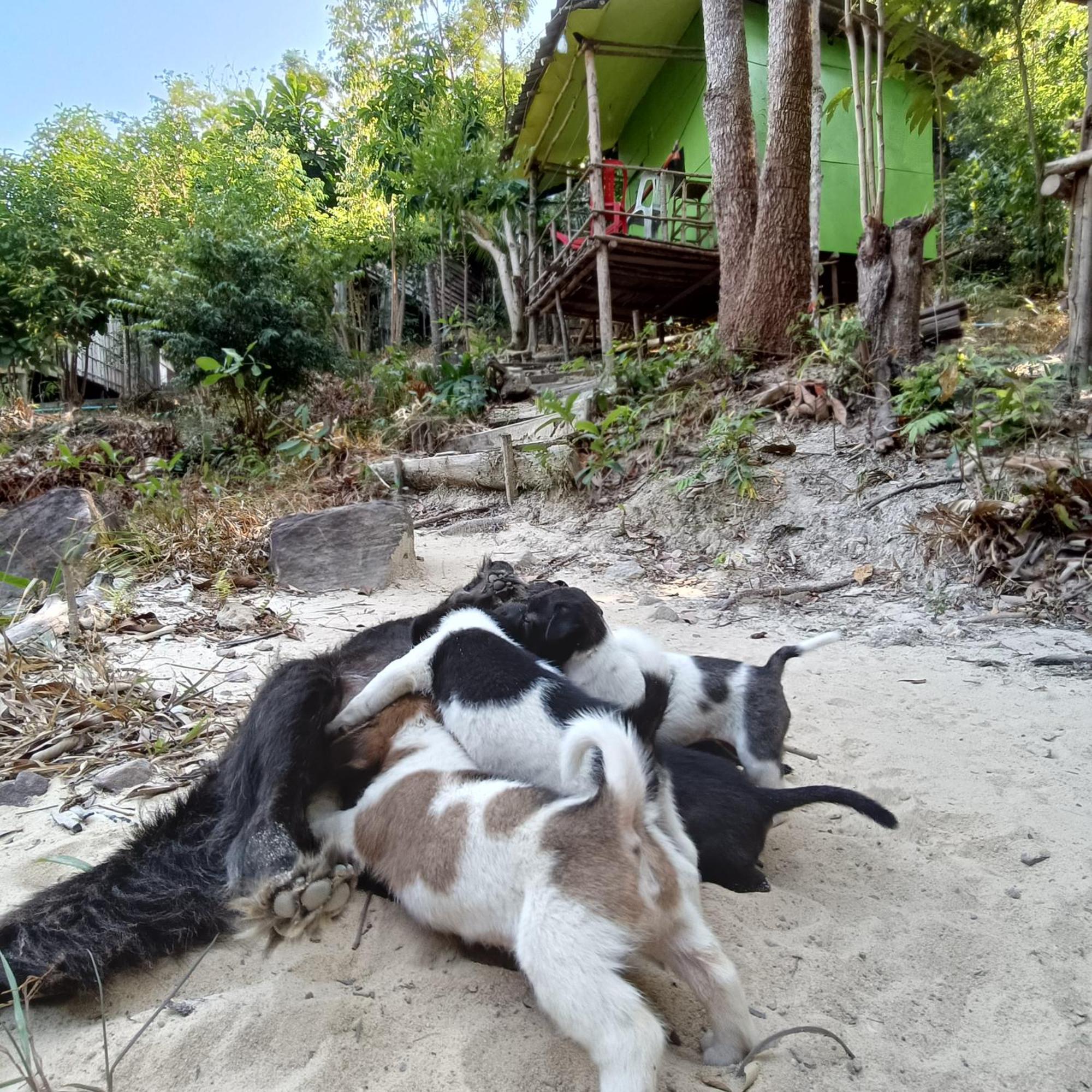 Sweet Jungle Camping Kaoh Touch Dış mekan fotoğraf